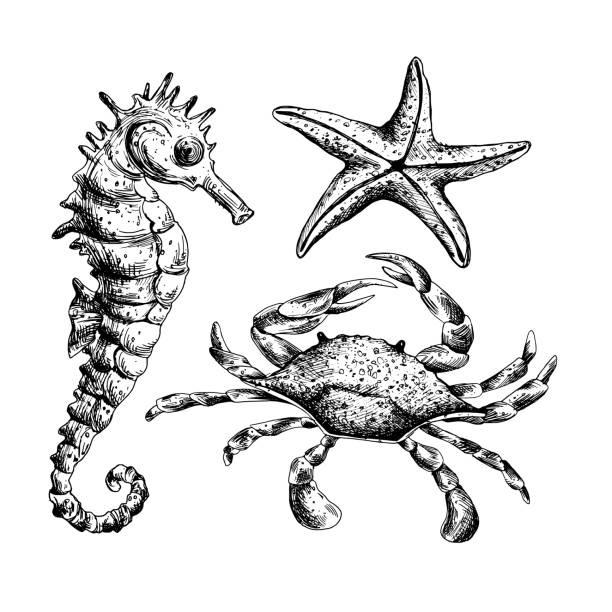 ilustrações de stock, clip art, desenhos animados e ícones de underwater world clipart with sea animals seahorse, starfish, crab. graphic illustration hand drawn in black ink. a set oh isolated elements eps vector - etching starfish engraving engraved image