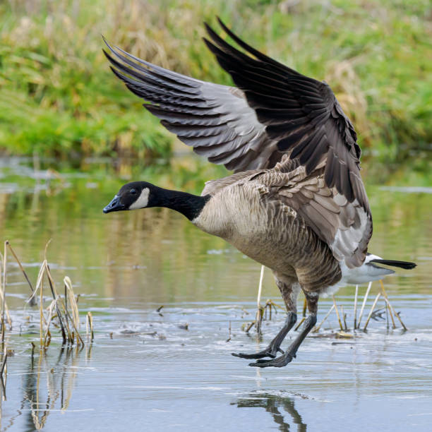 istock Wild Canada Goose Landing on Pond Willamette Valley Oregon 2011594278