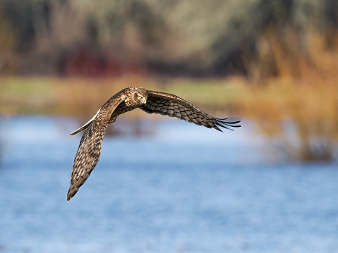 Bonelli's Eagle in Spain