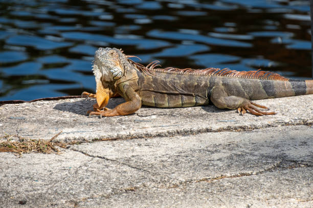 istock Red iguana at a pier in Florida 2011630019