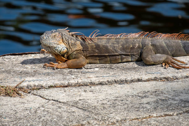 istock Red iguana at a pier in Florida 2011630020