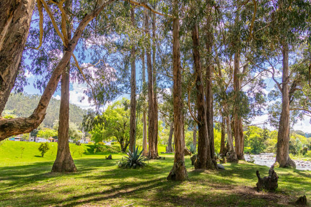 istock Eucalyptus trees in El Paraiso Park in Cuenca, Ecuador 2011631072