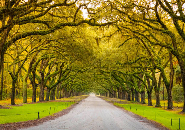 istock Scenic Oaks covered with spanish moss road valley 2011682860