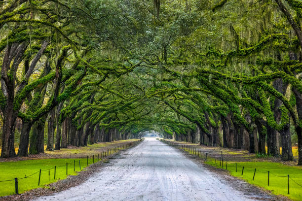 istock Scenic Oaks covered with spanish moss road valley 2011682863