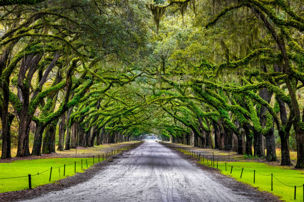 istock Scenic Oaks covered with spanish moss road valley 2011683374
