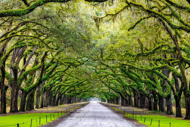 istock Scenic Oaks covered with spanish moss road valley 2011683375