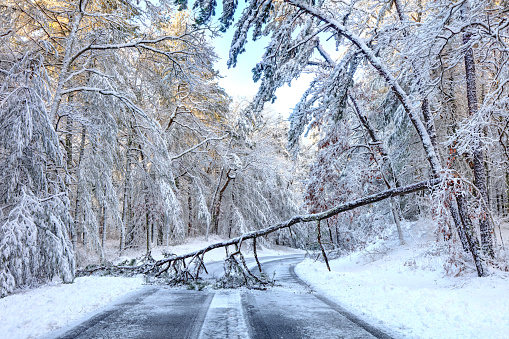 A fallen tree blocking a road after a snowstorm