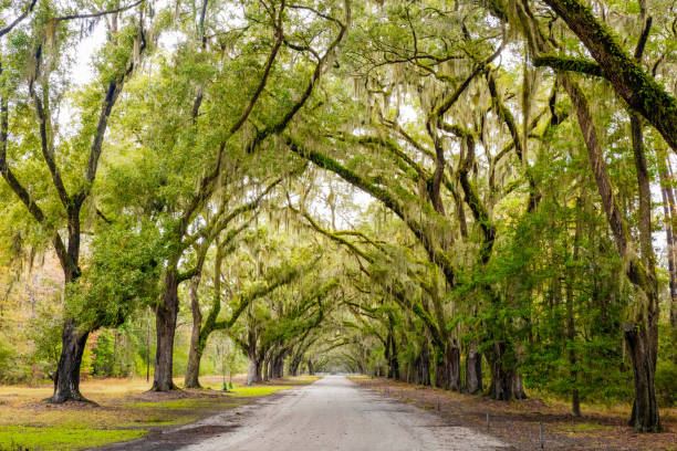 istock Scenic Oaks covered with spanish moss road valley 2011723759