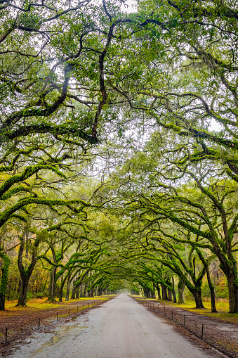 Scenic Oaks covered with spanish moss road valley in Georgia