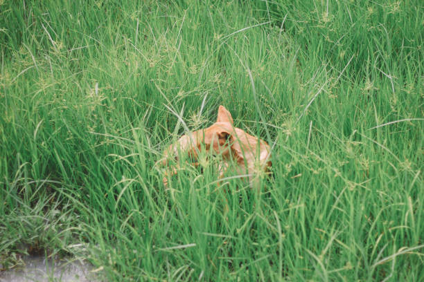 brown dog in nature