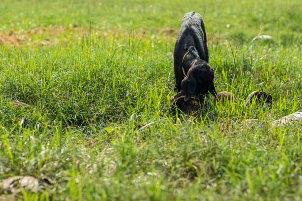 istock Young black goat eating rotten coconut on the grass. 2011743647