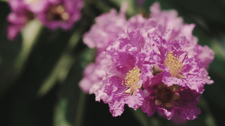 Lagerstroemia speciosa in bloom