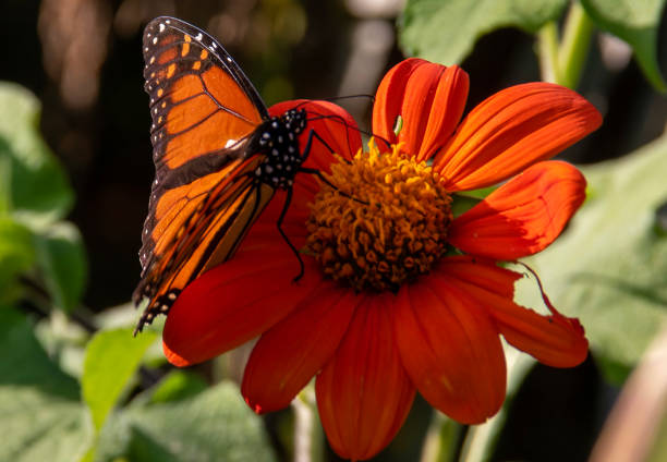 Monarch butterfly pollinating s flower