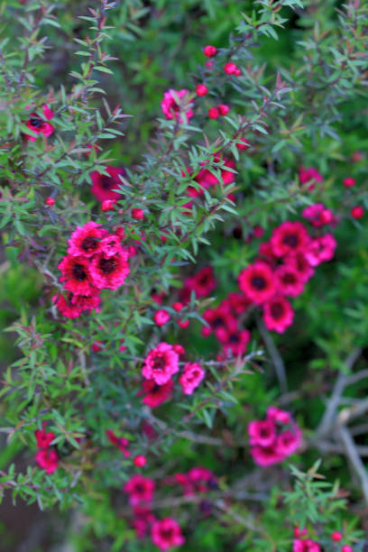 Tea tree, manuka, manuka myrtle, New Zealand teatree or broom tea-tree flowering plant. Leptospermum scoparium cultivar branches with burgundy red flowers on the blurred background.