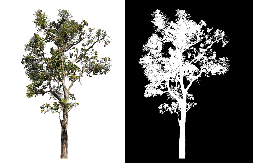 Single tree on white background with clipping path and alpha channel on black background.