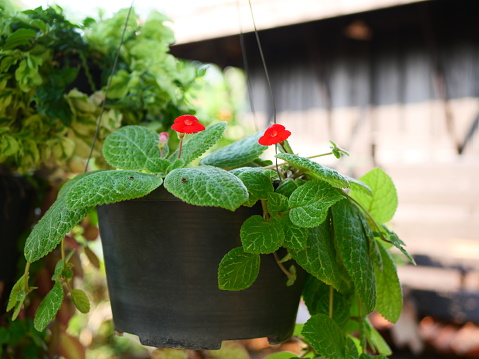 Plant pots used to decorate the garden of houses add beauty and freshness