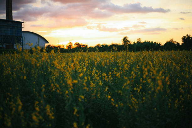 nature in yellow flower field