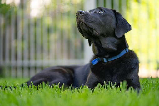 Happy black lab dog with enthusiastic expression and tongue 