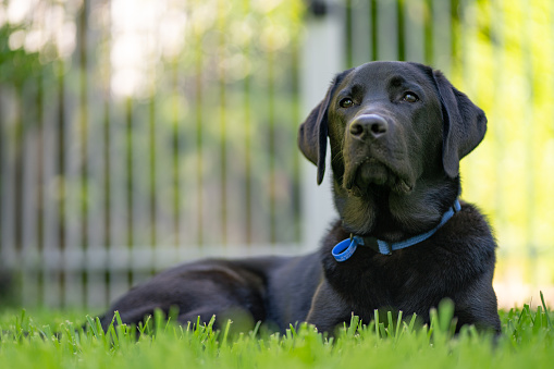 Young black labrador puppy looking at the camera