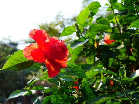 Red chamba flowers bloom beautifully