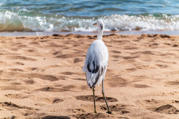 White Western Reef Heron (Egretta gularis) at Sharm el-Sheikh beach, A heron hunting in the sea. Sinai, Egypt