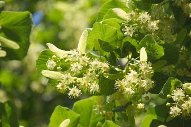 istock Linden tree branch adorned with small yellow flowers 2011843245
