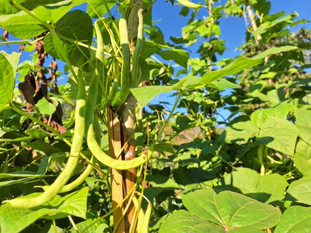 istock Organic Cowpea or Vigna Unguiculata on tree 2011844293