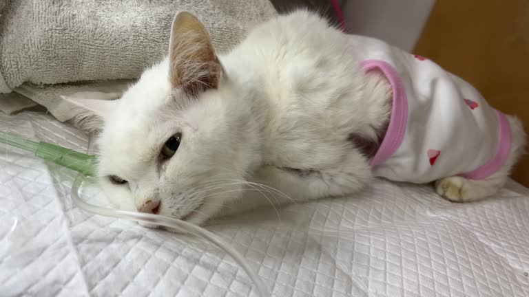 White Persian cat in a glass oxygen chamber