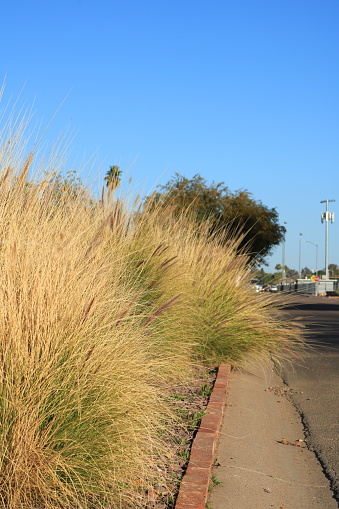Fountain grass, Pennisetum setaceum, palnted along curbs of residential city streets , warm winter in Phoenix, Arizona
