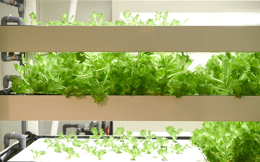 indoor uran farming. Organic vertical farming, vegetable hydroponic system.