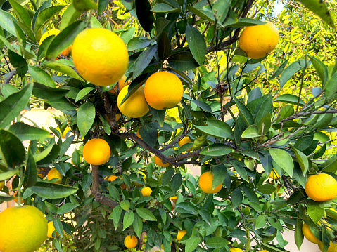 Ripe juicy lemons on the tree