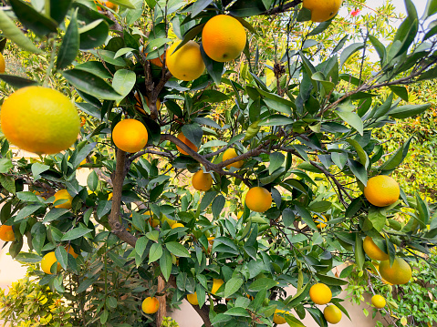 Orange fruits harvesting in Spain. Mandarin and Orange fruit farm field. Drought weather conditions have had impact on citrus production and Harvest season in Spain. Mandarin trees at farm plant.