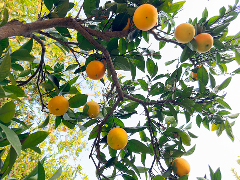 Fresh grapefruits on the tree