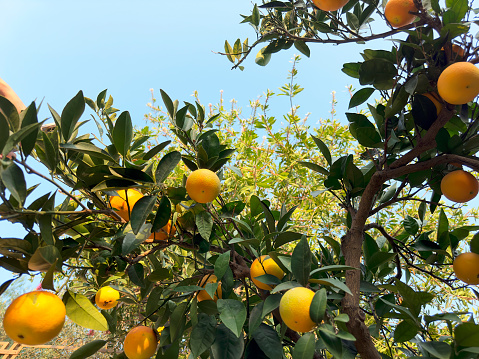 beautiful Spanish orange trees  with ripe fruit growing in the warm andalucia sun  copy space on the green background