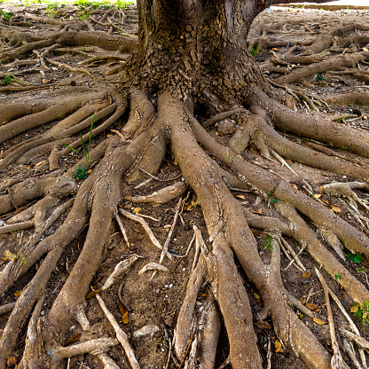 The roots of the banyan tree, which appeared on the ground.