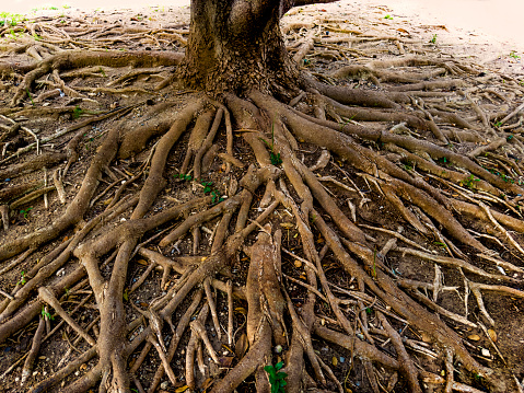 Close up tree roots