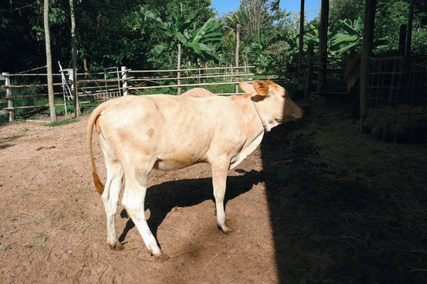 Side view of cow laying on field