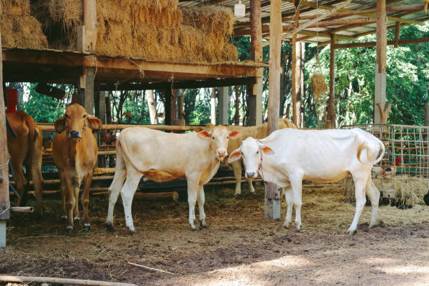 Two cows rest in a grassy field, one lying in the foreground while the other stands in the background. Their white coats are patterned with light brown patches, blending into the peaceful rural scenery.
