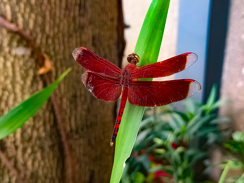 Rear view of a dragonfly on a leaf