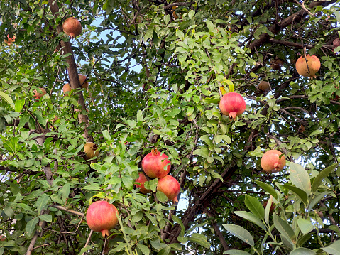 Close up pomegranate tree