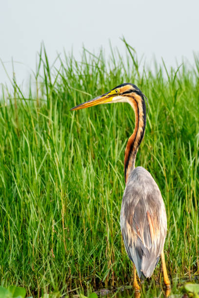 istock Purple Heron in grassland 2011931125