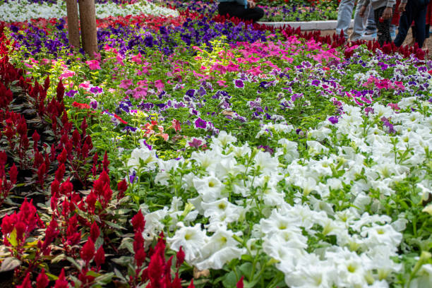 istock Spring flowers on display at Empress garden 2011932160