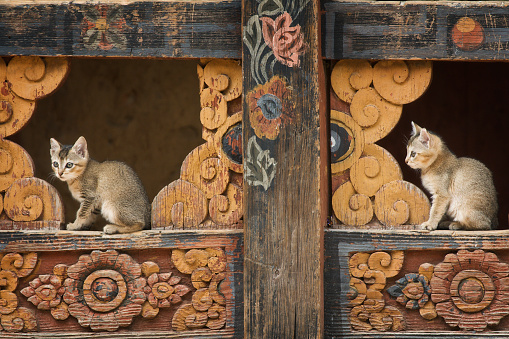 Two gray kittens sit in open weathered decorated painted windows, typical Bhutanese architecture, Trongsa, Bhutan, Asia