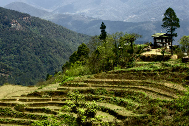 Farm house above terraced rice field landscapes during Autumn harvest, Punaka Valley, Bhutan, Asia