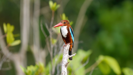 White-throated Kingfisher perched on branch in natural habitat. Wildlife and nature.