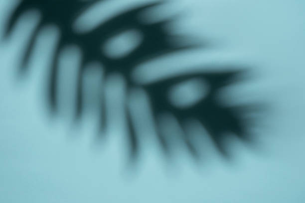 istock Abstract Shadow of a Tropical Leaf on a Light Blue Background in Soft Focus 2011940895