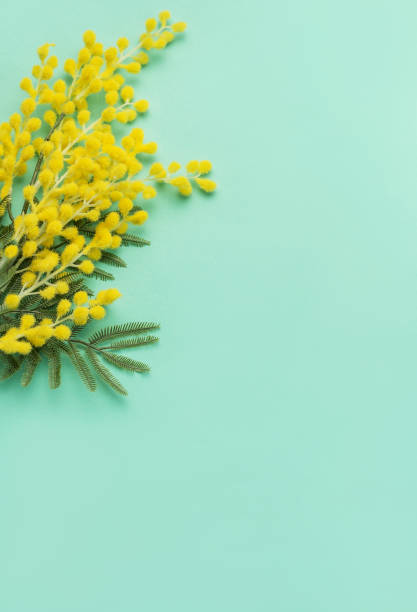 istock Bright Yellow Mimosa Flowers on a Soft Turquoise Background for a Springtime Display 2011945905