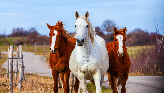 Horses on countryside road, farm animals