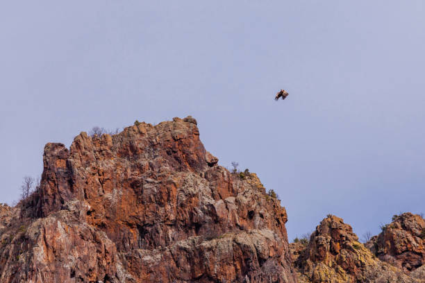istock Wildlife birds, vulture in the sky 2011981859