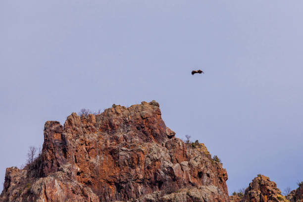 istock Wildlife birds, vulture in the sky 2011981865